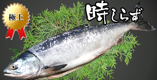 定置網 汐ときしらず鮭